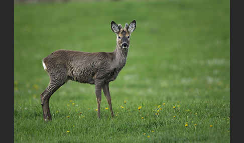 Rehwild (Capreolus capreolus)