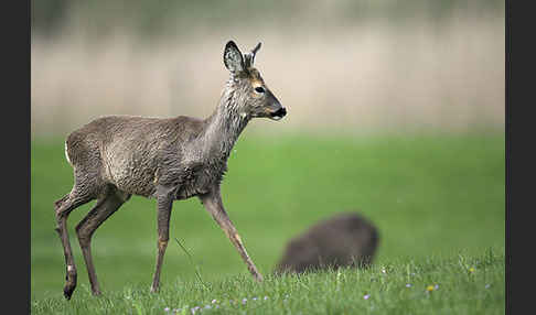 Rehwild (Capreolus capreolus)