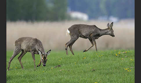 Rehwild (Capreolus capreolus)