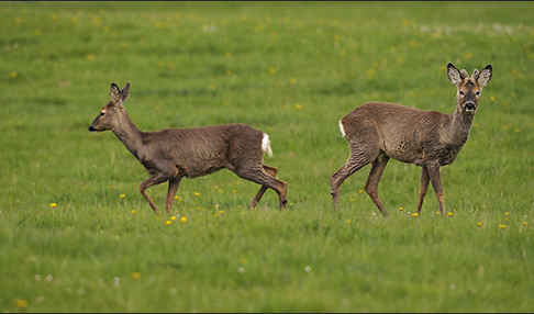 Rehwild (Capreolus capreolus)