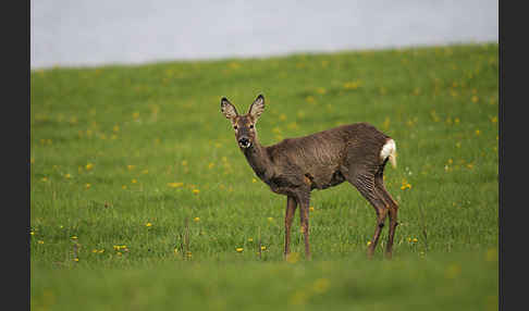 Rehwild (Capreolus capreolus)