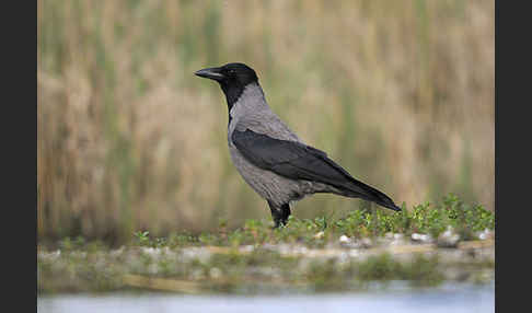 Nebelkrähe (Corvus corone cornix)