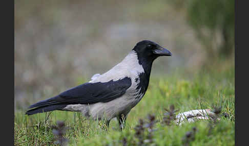 Nebelkrähe (Corvus corone cornix)