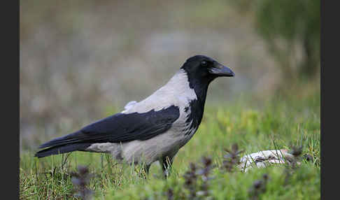 Nebelkrähe (Corvus corone cornix)