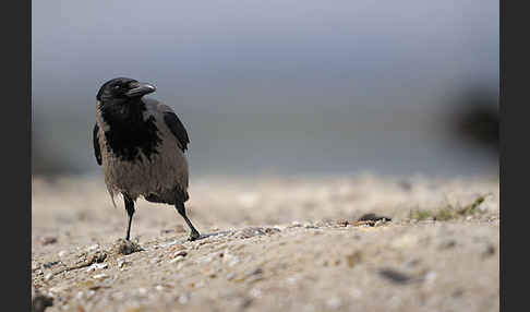 Nebelkrähe (Corvus corone cornix)