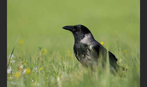 Nebelkrähe (Corvus corone cornix)