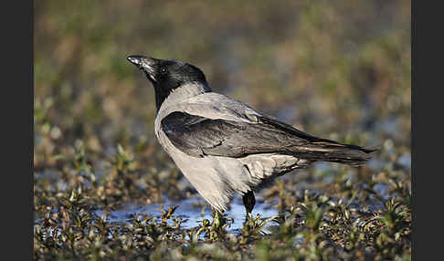 Nebelkrähe (Corvus corone cornix)