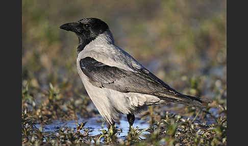 Nebelkrähe (Corvus corone cornix)