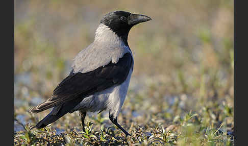 Nebelkrähe (Corvus corone cornix)