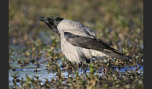 Nebelkrähe (Corvus corone cornix)