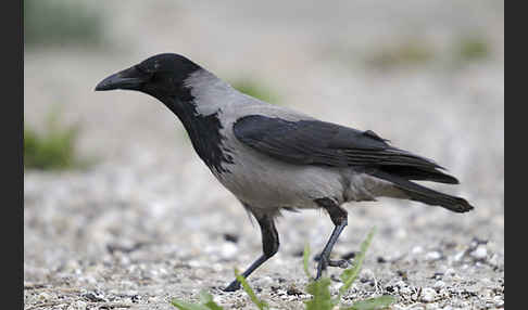 Nebelkrähe (Corvus corone cornix)