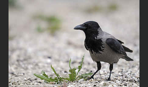 Nebelkrähe (Corvus corone cornix)