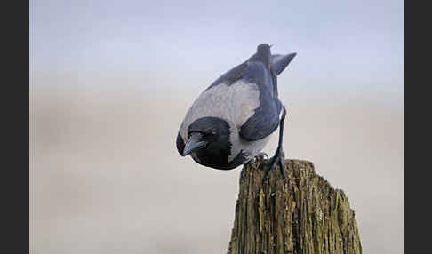 Nebelkrähe (Corvus corone cornix)