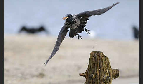 Nebelkrähe (Corvus corone cornix)