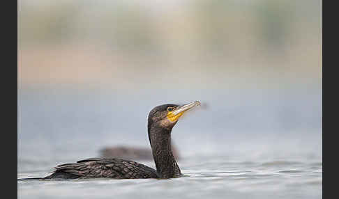 Kormoran (Phalacrocorax carbo)