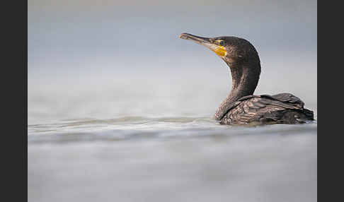 Kormoran (Phalacrocorax carbo)