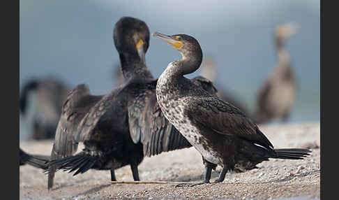 Kormoran (Phalacrocorax carbo)