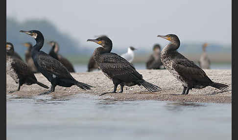 Kormoran (Phalacrocorax carbo)