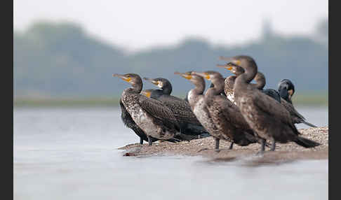 Kormoran (Phalacrocorax carbo)