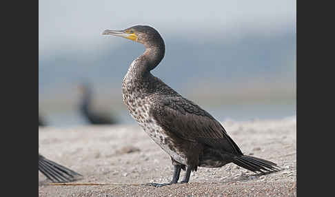 Kormoran (Phalacrocorax carbo)