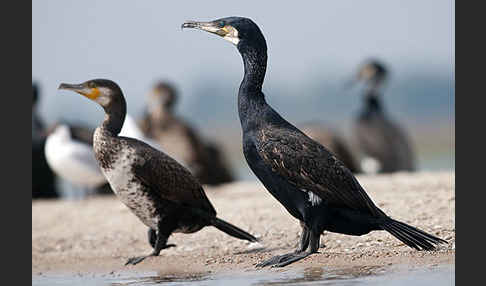 Kormoran (Phalacrocorax carbo)