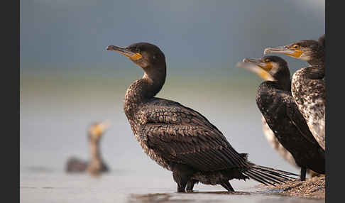 Kormoran (Phalacrocorax carbo)