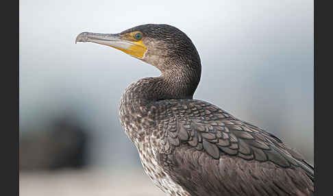 Kormoran (Phalacrocorax carbo)