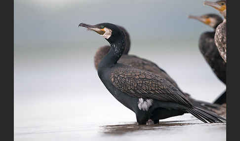 Kormoran (Phalacrocorax carbo)