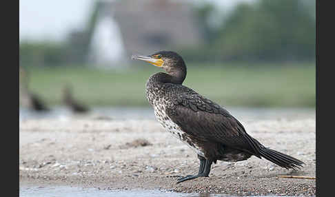 Kormoran (Phalacrocorax carbo)