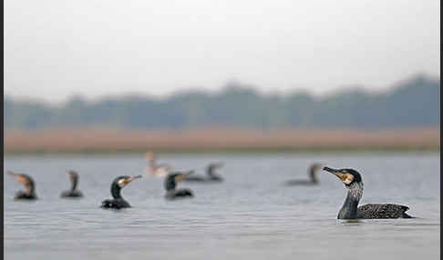 Kormoran (Phalacrocorax carbo)