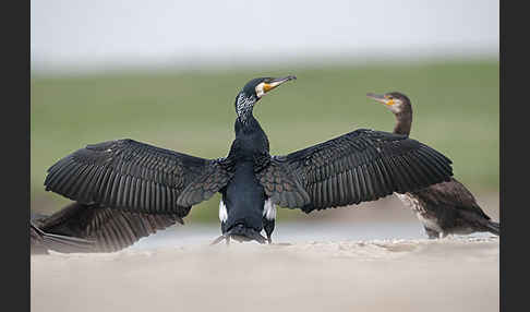 Kormoran (Phalacrocorax carbo)