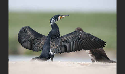 Kormoran (Phalacrocorax carbo)