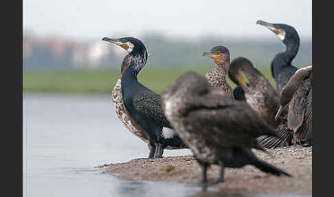 Kormoran (Phalacrocorax carbo)