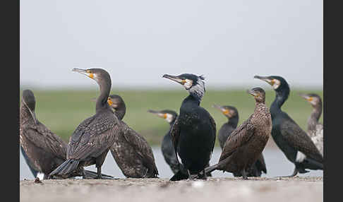 Kormoran (Phalacrocorax carbo)