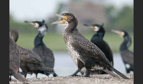 Kormoran (Phalacrocorax carbo)