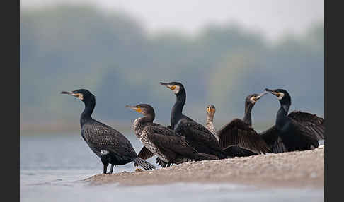 Kormoran (Phalacrocorax carbo)