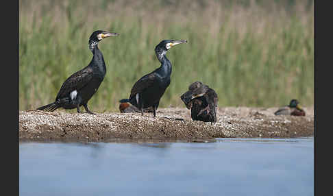 Kormoran (Phalacrocorax carbo)