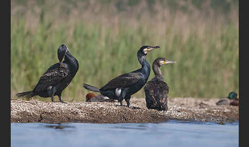 Kormoran (Phalacrocorax carbo)