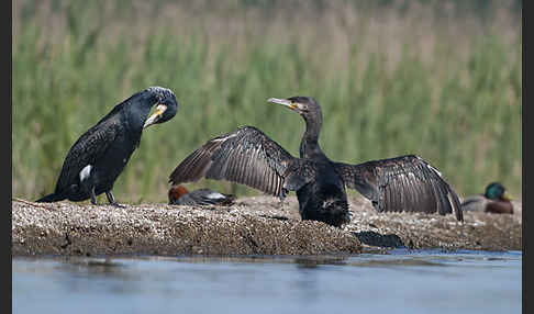 Kormoran (Phalacrocorax carbo)