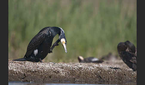 Kormoran (Phalacrocorax carbo)