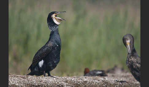 Kormoran (Phalacrocorax carbo)