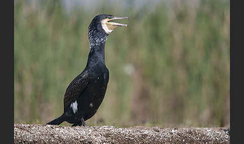 Kormoran (Phalacrocorax carbo)