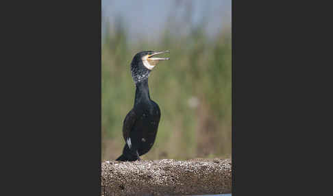 Kormoran (Phalacrocorax carbo)