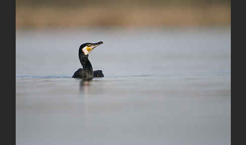 Kormoran (Phalacrocorax carbo)