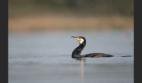 Kormoran (Phalacrocorax carbo)