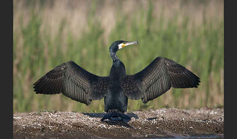 Kormoran (Phalacrocorax carbo)