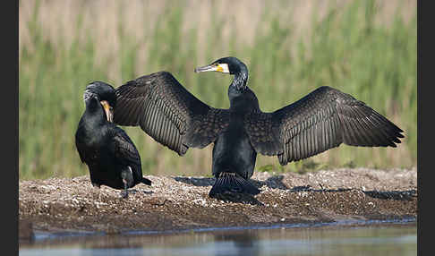 Kormoran (Phalacrocorax carbo)