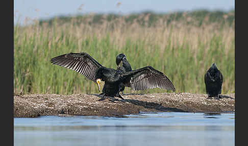 Kormoran (Phalacrocorax carbo)