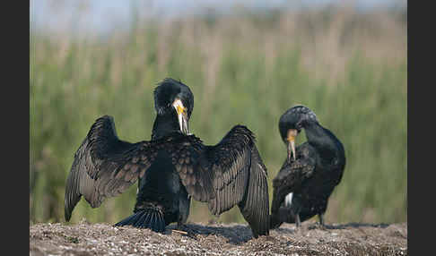 Kormoran (Phalacrocorax carbo)