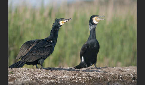 Kormoran (Phalacrocorax carbo)